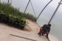 Understanding Indoor Farming - Plantlets 13